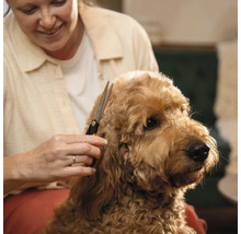 Femeie tunde blana unui câine cu o foarfecă