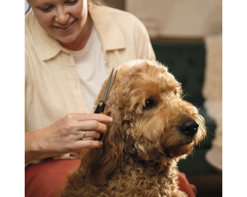 Femeie tunde blana unui câine cu o foarfecă