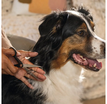 Părul unui câine este tăiat cu foarfeca