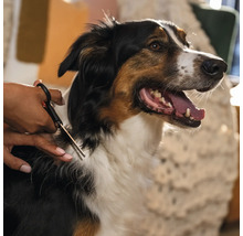 Un câine este tuns cu foarfeca.