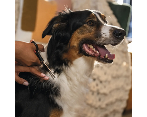 Un câine este tuns cu foarfeca.