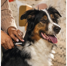 O persoană perie blana unui câine cu o perie pentru blană.