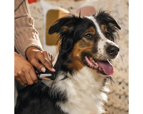 O persoană perie blana unui câine cu o perie pentru blană.