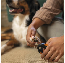 O persoană taie ghearele unui câine cu o clește de gheare.