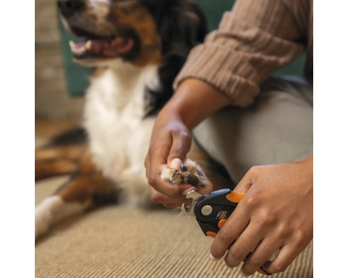 O persoană taie ghearele unui câine cu o clește de gheare.