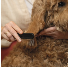 Câinele este periat cu un pieptene