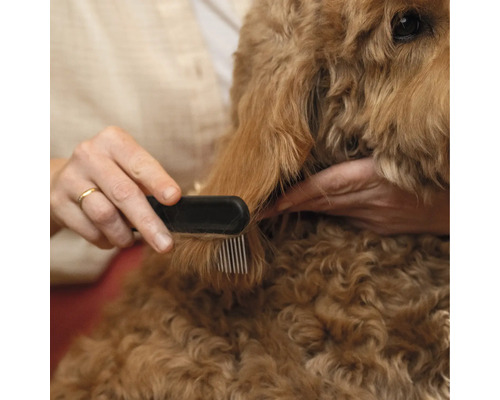 Câinele este periat cu un pieptene