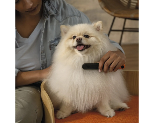 Femeie perie blana unui câine Spitz pitic cu o perie