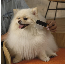 O persoană perie un Spitz cu un pieptene pentru blană.