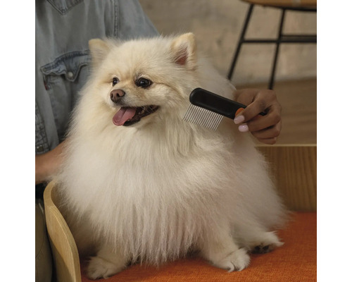 O persoană perie un Spitz cu un pieptene pentru blană.