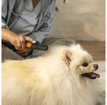 O persoană perie blana unui Spitz pitic alb cu o perie pentru animale.