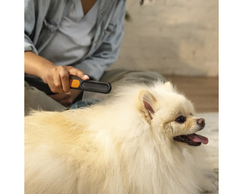 O persoană perie blana unui Spitz pitic alb cu o perie pentru animale.