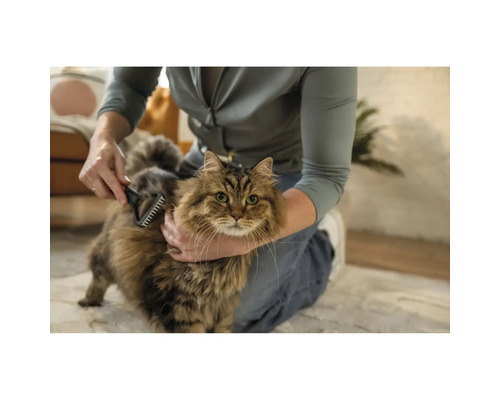 O persoană perie o pisică cu o perie pentru animale.