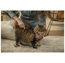 O persoană perie o pisică cu păr lung cu o perie pentru blană.