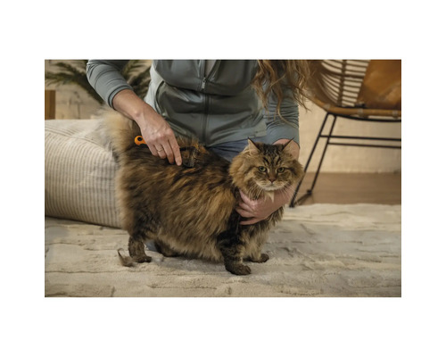 O persoană perie o pisică cu păr lung cu o perie pentru blană.