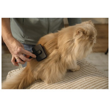 O persoană perie o pisică cu o perie pentru animale.