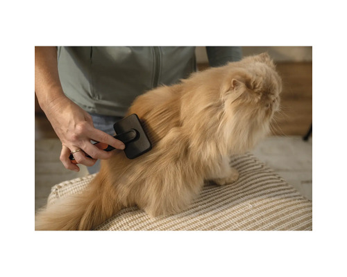 O persoană perie o pisică cu o perie pentru animale.