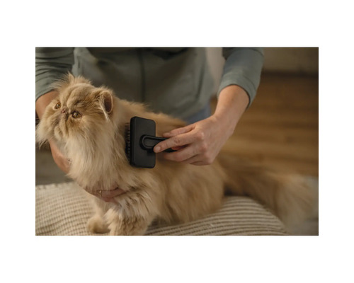 Pisică persană periată cu o perie