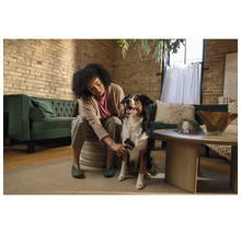 Femeie perind un câine într-un living cu o perie