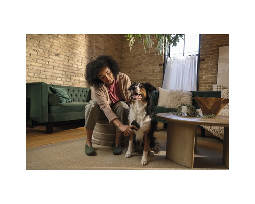 Femeie perind un câine într-un living cu o perie