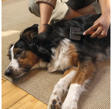 O persoană perie blana unui câine cu o perie pe un covor.