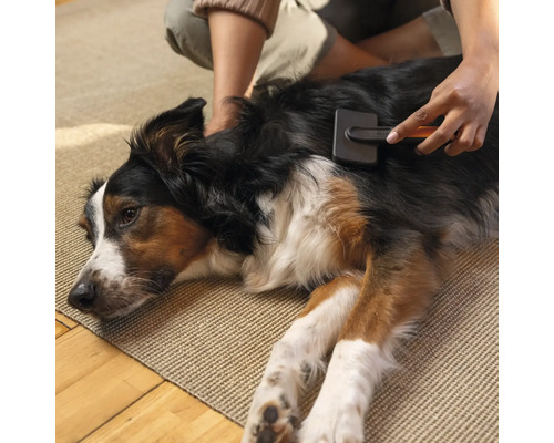 O persoană perie blana unui câine cu o perie pe un covor.