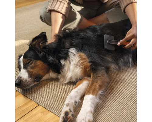 O persoană perie blana unui câine cu o perie de blană.