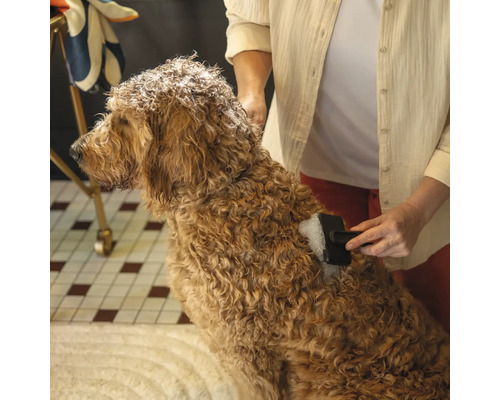 O persoană perie blana unui câine cu părul cârlionțat cu o perie pentru animale.