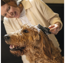 Femeie perie un câine cu o perie.