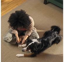 O persoană taie unghiile unui câine pe un covor.