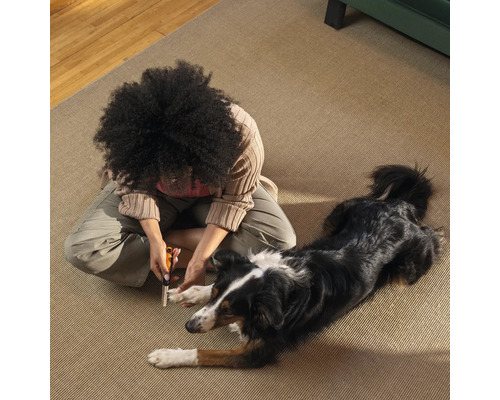 O persoană taie unghiile unui câine pe un covor.