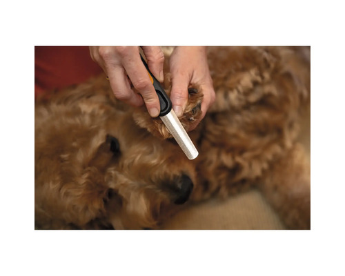 O persoană pilește unghiile unui câine cu o pilă pentru câini.