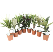 Diverse plante de interior în ghivece