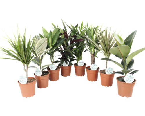 Diverse plante de interior în ghivece