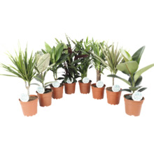 Diverse plante de interior în ghivece