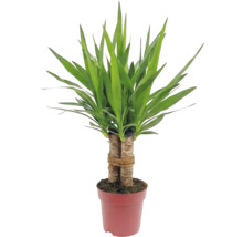Yucca plantă de interior în ghiveci