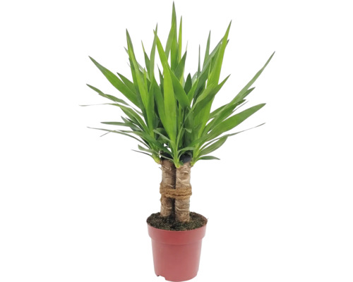 Yucca plantă de interior în ghiveci