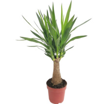 Yucca plantă de interior în ghiveci