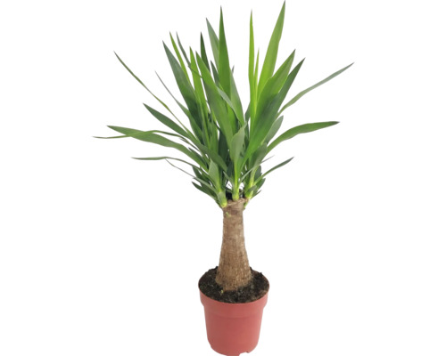 Yucca plantă de interior în ghiveci