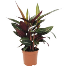 Calathea în ghiveci