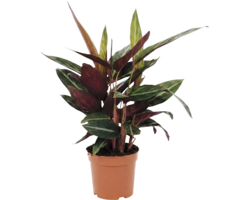 Calathea în ghiveci