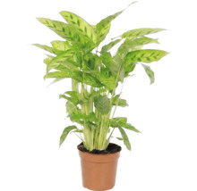Planta de apartament Maranta în ghiveci