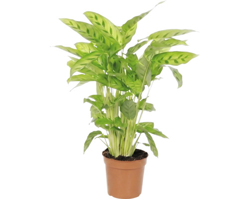 Planta de apartament Maranta în ghiveci