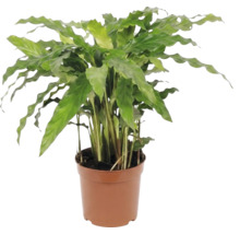 Plantă în ghiveci