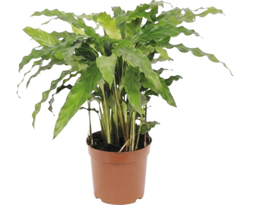 Plantă în ghiveci