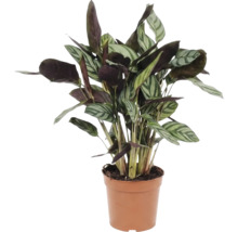 Plantă de rugăciune în ghiveci pentru interior