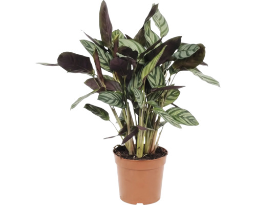 Plantă de rugăciune în ghiveci pentru interior