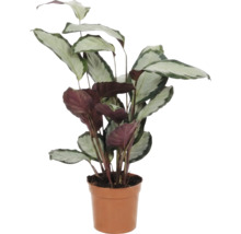 Plantă de rugăciune în ghiveci