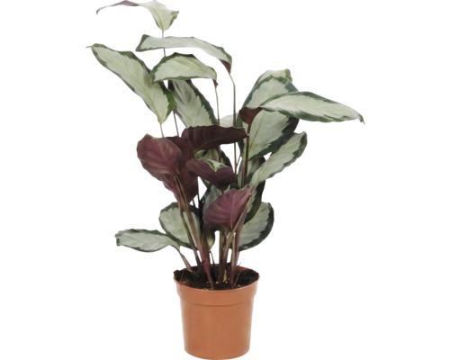Plantă de rugăciune în ghiveci