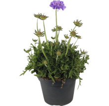 Scabiosa în ghiveci